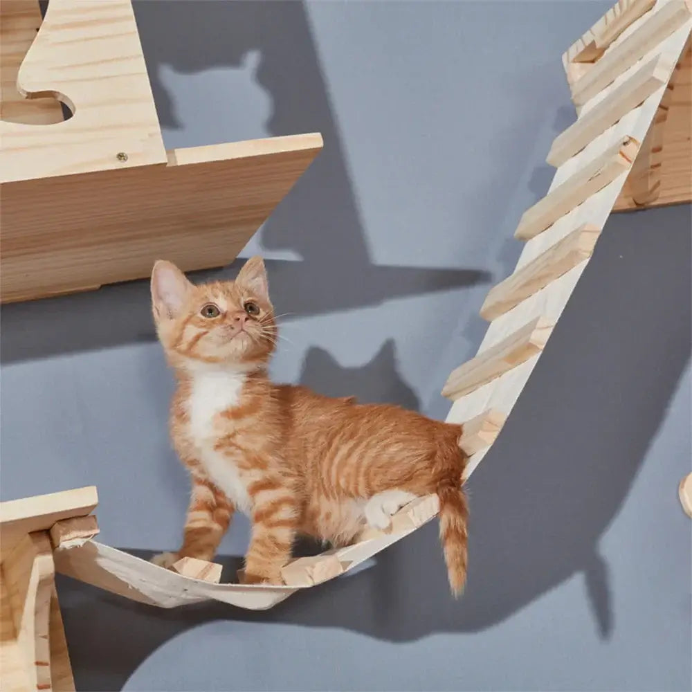 Cats enjoying wall-mounted cat climbers with ramps and shelves for climbing and play